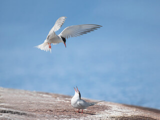 Common tern (Sterna hirundo) landing on a cliff where another tern  is standing
