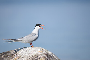 Common tern (Sterna hirundo) standing on a rock