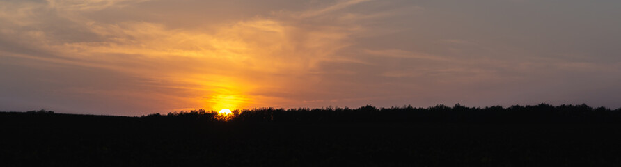 Fototapeta premium Treetops (silhouettes) at sunset. Banner.