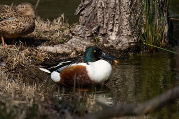 水辺に生息するハシビロガモ