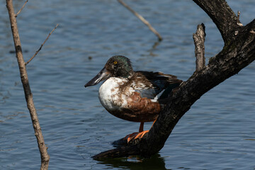 水辺の木に立つ換羽中のハシビロガモの雄