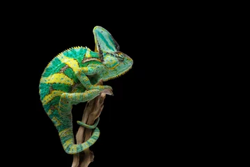 Foto auf Alu-Dibond rainbow Veiled Chameleon isolated on black background © Dmitry