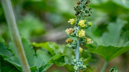 Ricinus communis (amanakku), the castor bean or castor oil plant, is a species of perennial flowering plant in the spurge family, Euphorbiaceae.