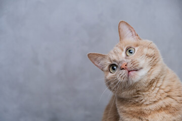 red cat looking carefully up on a gray background.