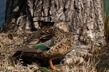 太い木に寄り添い寝るハシビロガモの雌