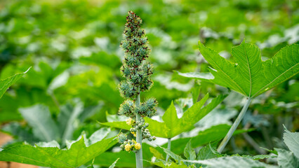Ricinus communis (amanakku), the castor bean or castor oil plant, is a species of perennial flowering plant in the spurge family, Euphorbiaceae.