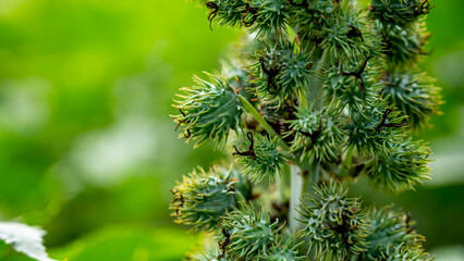 Ricinus communis (amanakku), the castor bean or castor oil plant, is a species of perennial flowering plant in the spurge family, Euphorbiaceae.