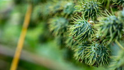 Ricinus communis (amanakku), the castor bean or castor oil plant, is a species of perennial...