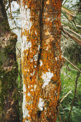 hermoso &aacute;rbol de color naranja con manchas blancas en la naturaleza