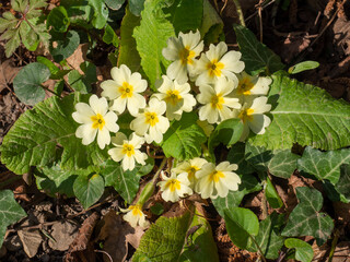 Primevère sauvage à fleurs jaunes © ChM création