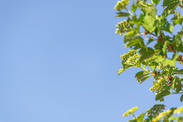 Flowers on tree branches in spring against the sky (copy space).