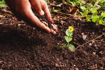 mano echando arena en el suelo para plantar una flor en la naturaleza ayudando el planeta - obrazy, fototapety, plakaty
