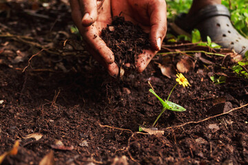 mano echando arena en el suelo para plantar una flor en la naturaleza ayudando el planeta