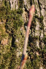 Baum in Nahaufnahme. Moos wächst auf der Rinde von Bäumen. Raue Rinden Struktur. Rinden...
