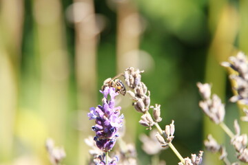 a bee drinks nectar from the purple flower of a sage herb plant