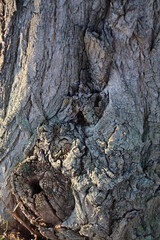 Abstraktion der Baumrinde. Die Rinde ist in Nahaufnahme. Die Struktur der Rinde des Baumes. Struktur der Baumrinde. Natürliche Abstraktion. Erstaunlich von der Natur. Baum abstrakt. Frühling. Abstrakt