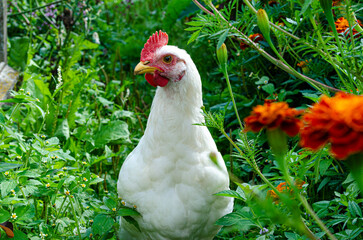 The chicken looks into the camera against the background of green juicy grass and garden flowers.