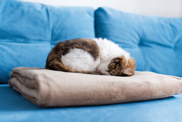 cat no breed sleeps on a blanket on the sofa curled up