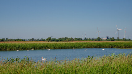 Green duckweed lake near Elbe river with group of white swans and wind turbines at sunny day and blue sky, Magdeburg, Germany..