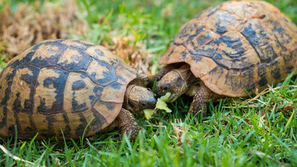 Close up of two turtles eating melon in green grass