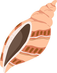 Sea or Ocean Shell Colored Illustration