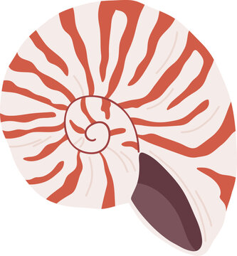 Beautiful Shell Colored Illustration