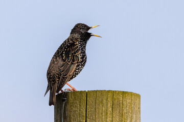 Starling singing on a pole
