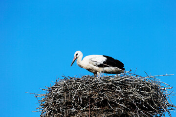 A White Stork at its nest in the village Bergenhusen, Schleswig-Holstein, Germany