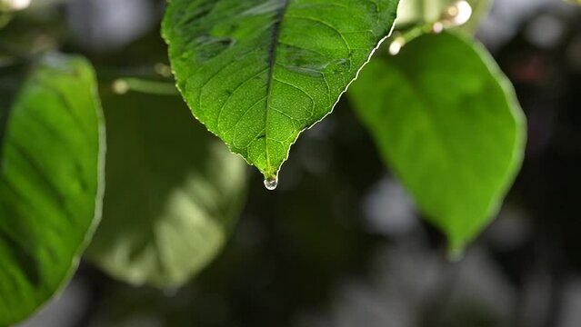 HD beautiful water drop on citrus leaf