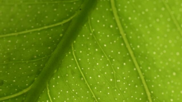HD Close-up of a lemon leaf with beautiful details