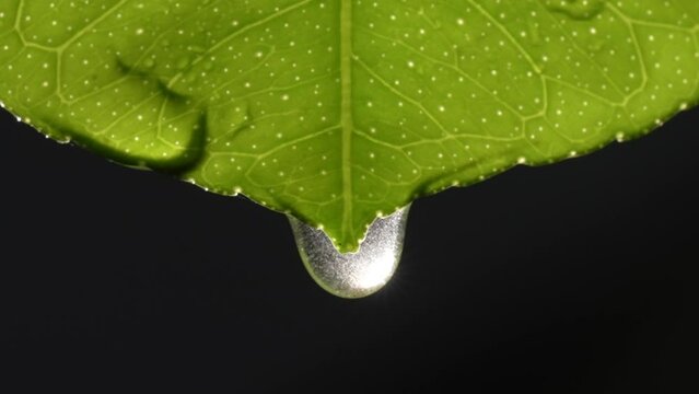 HD water drop on lemon leaf closeup