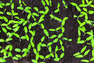 Seedling, green sprouts of tomatoes.