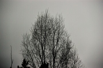 tree in the fog
