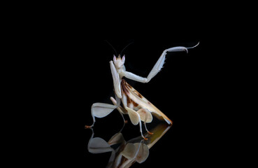 Naklejka premium Orchid Praying Mantis