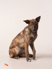dog mix on a on a beige background. Happy pet in the studio