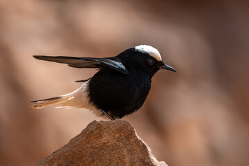 White-crowned wheatear (Oenanthe leucopyga), Wadi Rum, Jordan.