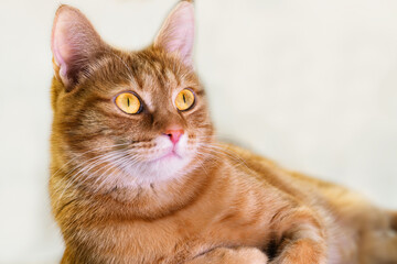 Portrait of a ginger cat on a white background, close-up 