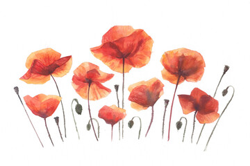 A composition of red poppies on a white background. Red poppies in watercolor.