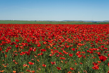 Red poppies field