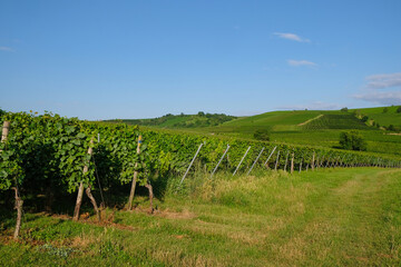 Fototapeta na wymiar Vineyards on a sunny summer morning. Bodenheim, Rhineland Palatinate, Germany. 