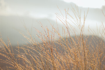 yellow grass on the mountain background