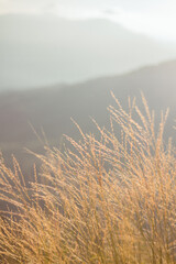 yellow grass on the mountain background