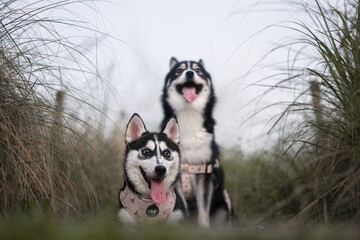 Two Pomsky dogs chilling in tall grass