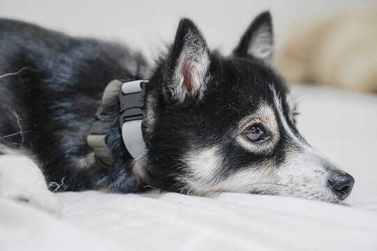 Pomsky dog closeup