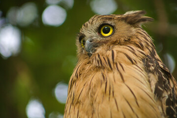 Buffy Fish Owl