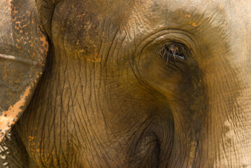 Closeup of adult Indian elephant eye