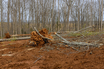 Tree stump removal roots into forest with preparing land for housing new complex