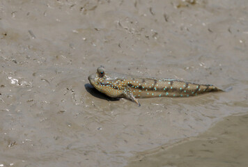 Mudskipper of Sundarbans. Mudskipper are amphibious fish. They are of the family Oxudercidae and the subfamily Oxudercinae.