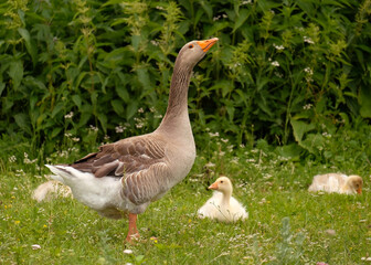 Geese graze on the grass. Daddy goose, goslings lie in the background