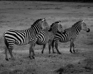 Fototapeta na wymiar Zebras i Tanzania 